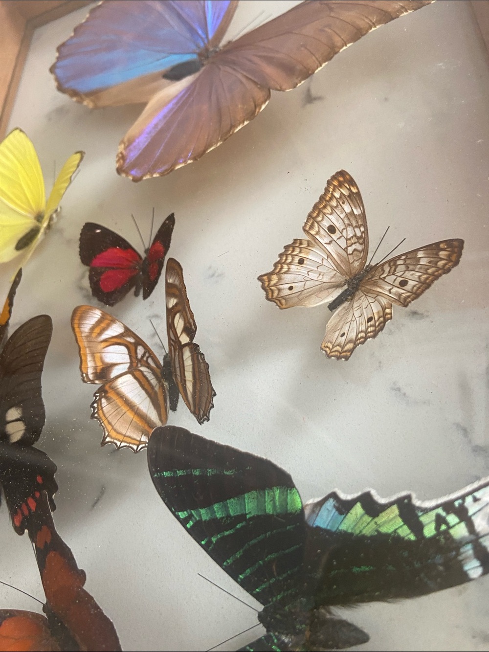 Vintage Real Butterfly Specimen Shadow Box Blue Morpho Wood Frame - Picture 7 of 12